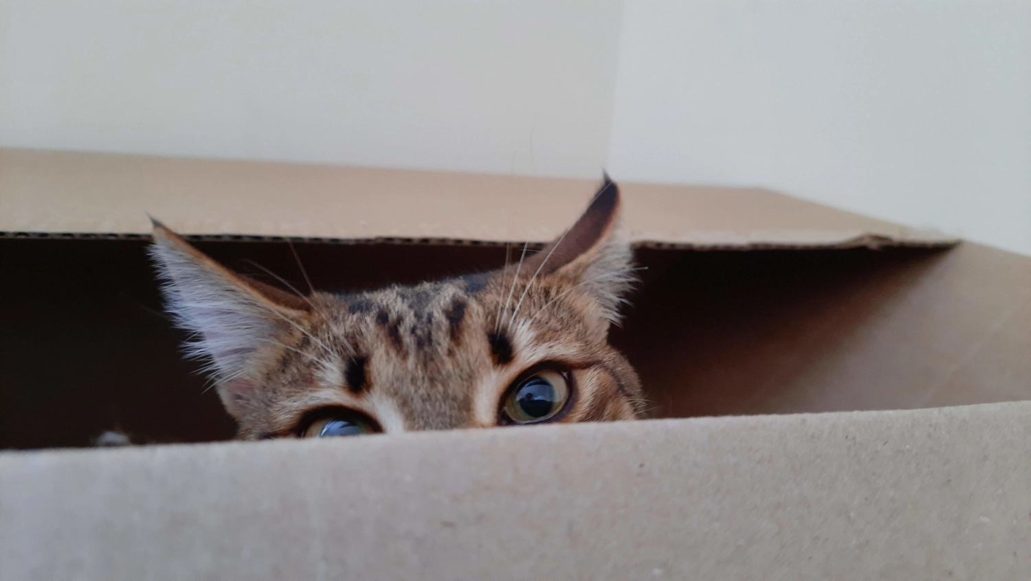 Marcus the Cat in his box